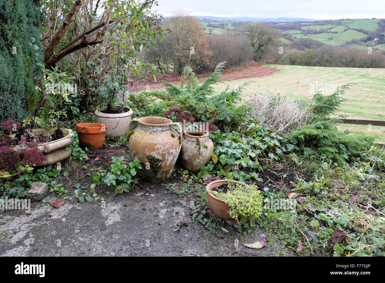 Groupe d'un pot de terre cuite groupés sur un jardin patio dans un pays rural paysage agricole en hiver dans l'ouest du pays de Galles UK KATHY DEWITT Banque D'Images