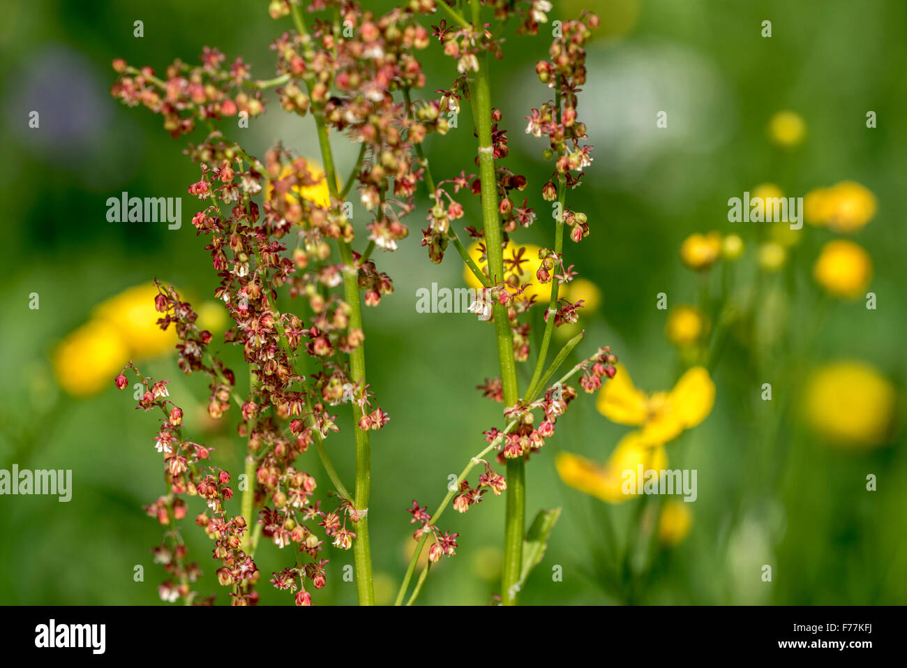 Jardin commun / oseille oseille (Rumex acetosa) dans la région de flower meadow Banque D'Images
