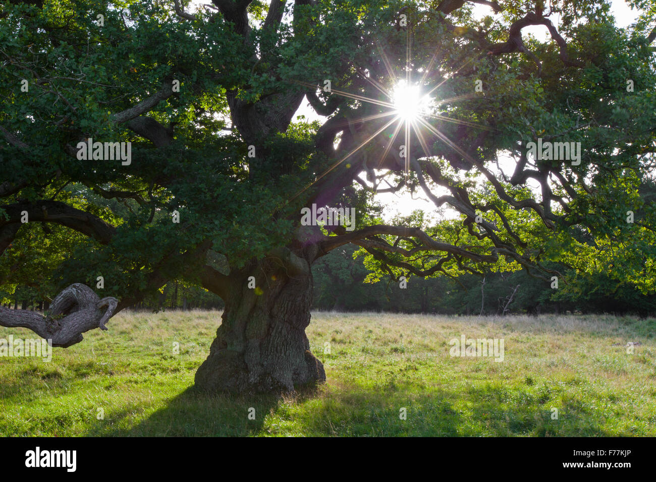 Soleil qui brille à travers le feuillage du vieux chêne anglais solitaire / chêne pédonculé / arbre de chêne français (Quercus robur) dans le pré en automne Banque D'Images