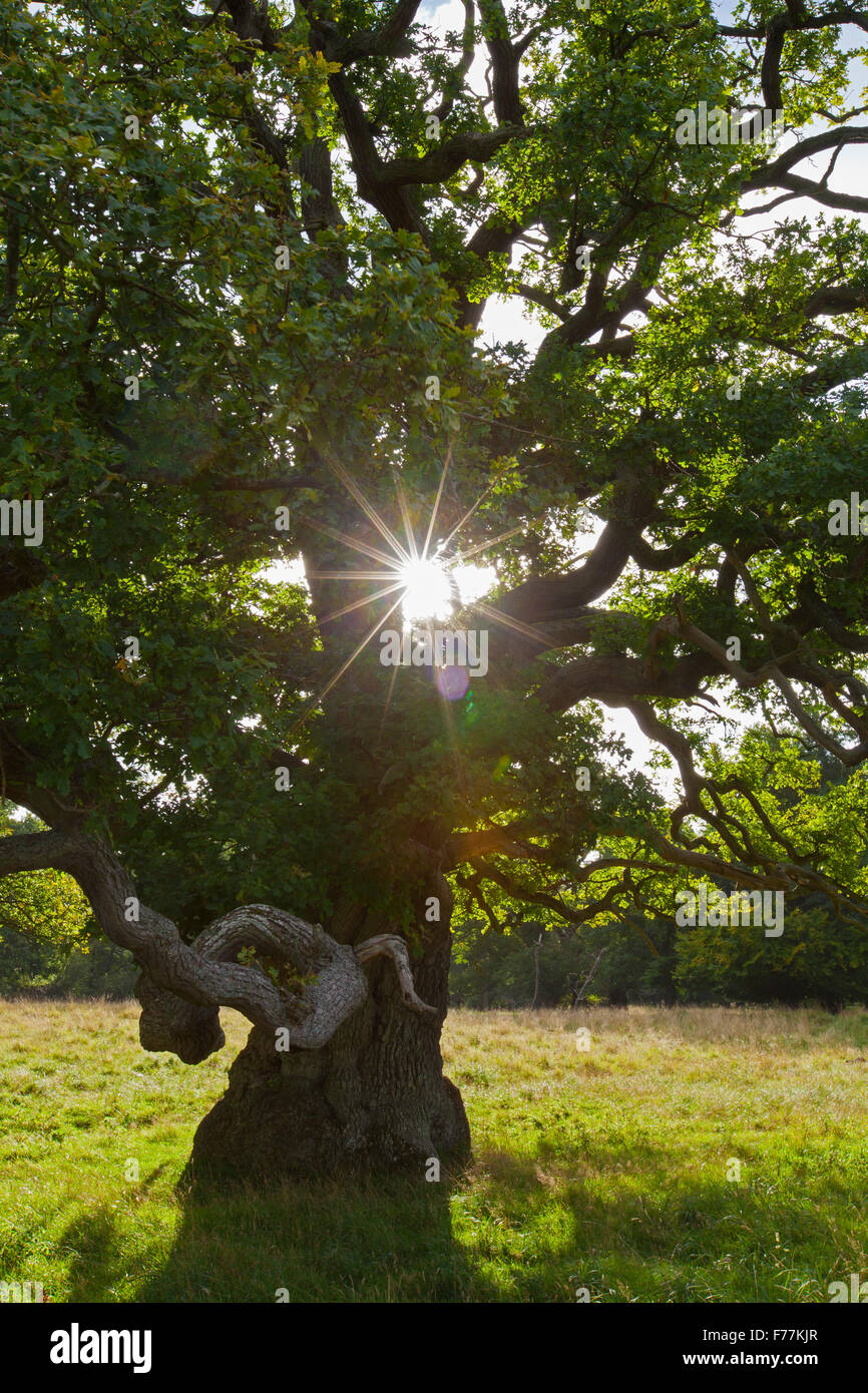 Soleil qui brille à travers le feuillage du vieux chêne anglais solitaire / chêne pédonculé / arbre de chêne français (Quercus robur) dans le pré en automne Banque D'Images