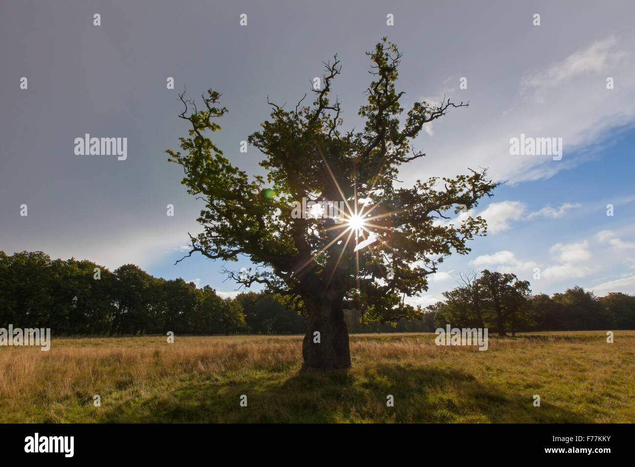 Soleil qui brille à travers le feuillage du vieux chêne anglais solitaire / chêne pédonculé / arbre de chêne français (Quercus robur) dans le pré en automne Banque D'Images