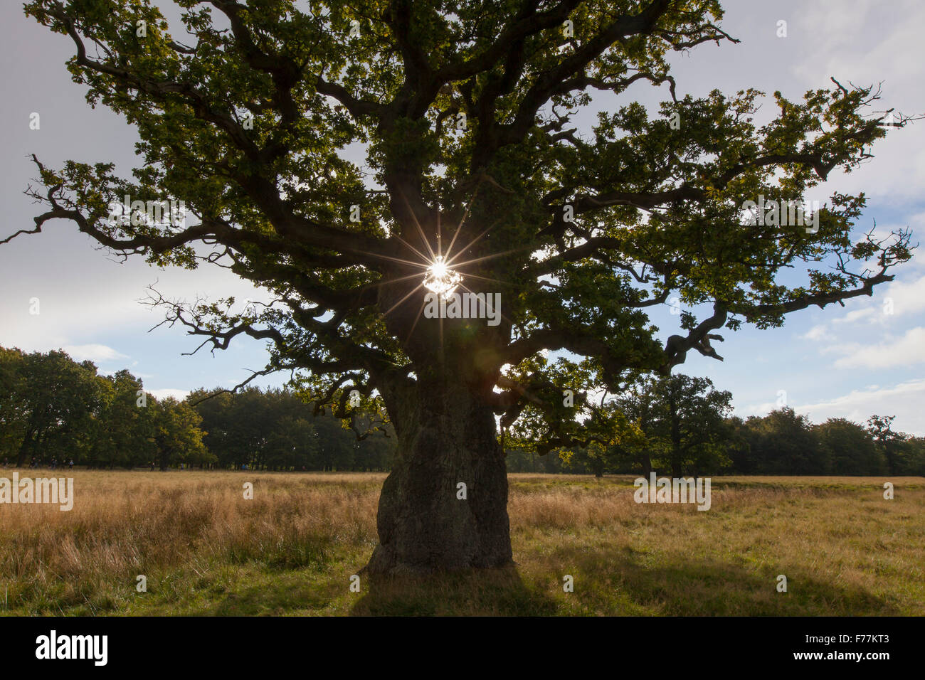 Soleil qui brille à travers le feuillage du vieux chêne anglais solitaire / chêne pédonculé / arbre de chêne français (Quercus robur) dans le pré en automne Banque D'Images