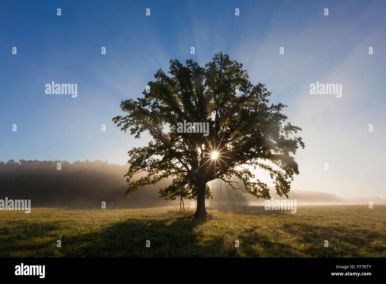 Soleil qui brille à travers le feuillage du vieux chêne anglais solitaire / chêne pédonculé / arbre de chêne français (Quercus robur) dans le pré en automne Banque D'Images