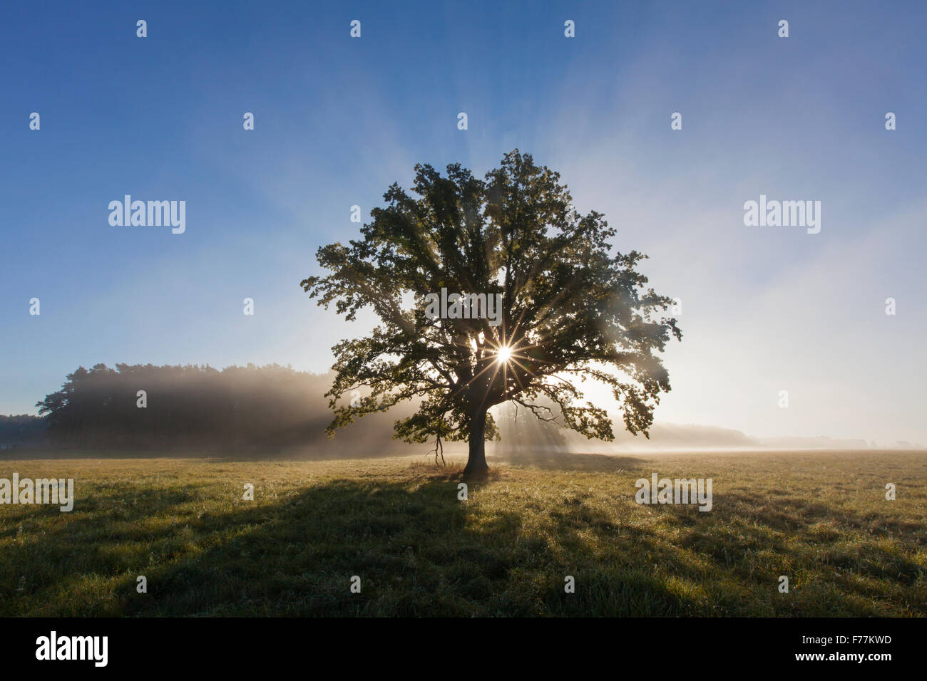 Soleil qui brille à travers le feuillage du vieux chêne anglais solitaire / chêne pédonculé / arbre de chêne français (Quercus robur) dans le pré en automne Banque D'Images