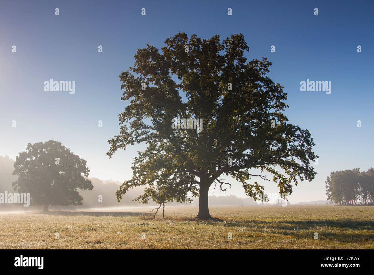 Chêne Anglais solitaire / arbre de chêne pédonculé (Quercus robur) dans la région de Meadow en morning mist, parc national de Müritz, Allemagne Banque D'Images