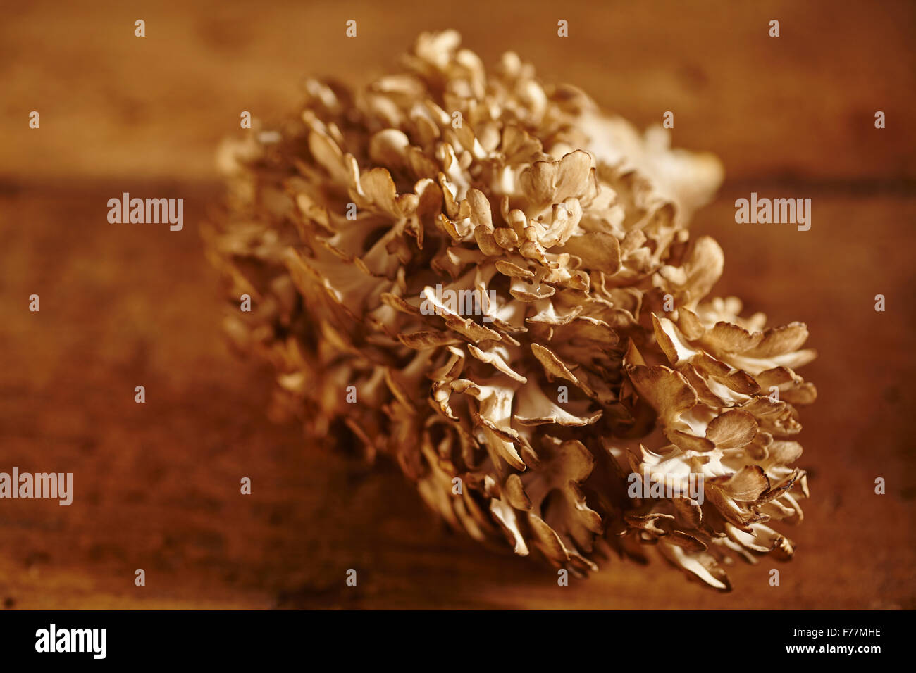 Les champignons maitake frais Banque D'Images