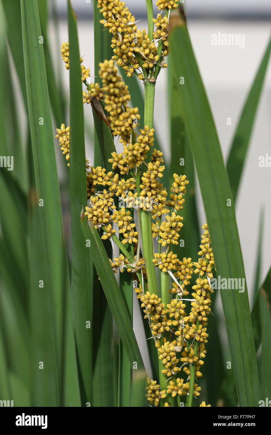 Lomandra longifolia ou également connu sous le nom de tortue à tête de Mat-rush, herbe Panier Banque D'Images