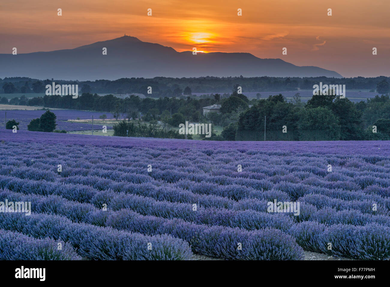 Champ de lavande , près de Sault , coucher de soleil, Vaucluse, Alpes de Haute Provence, paysage, Mont Venteaux, Provence, France Banque D'Images