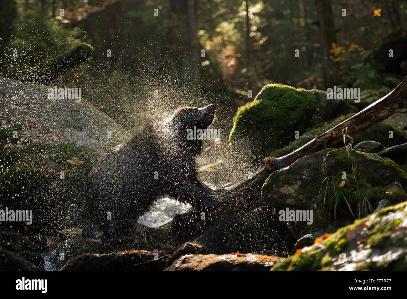 Ours brun européen / Braunbaer ( Ursus arctos ) se tient sur un tronc d'arbre dans un ruisseau Sauvage, secouant sa peau. Banque D'Images