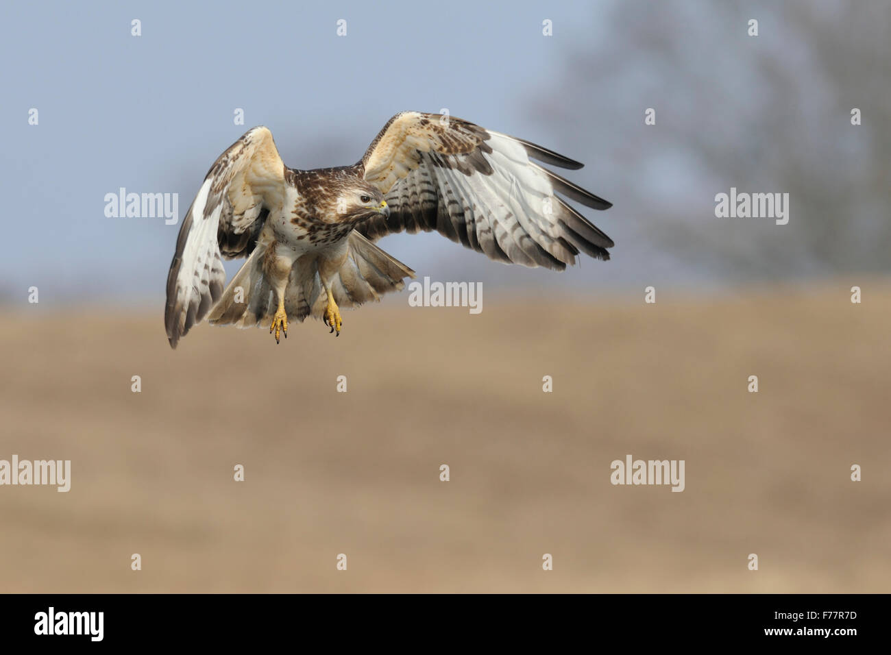 Buzzard / Buzzard / Mäusebussard ( Buteo buteo ) en vol, à la recherche de nourriture, faune, Europe. Banque D'Images