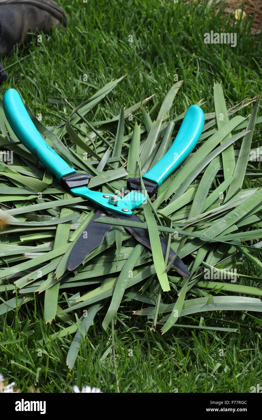 Cisailles à herbe sur le dessus de l'herbe coupée Lomandra Banque D'Images
