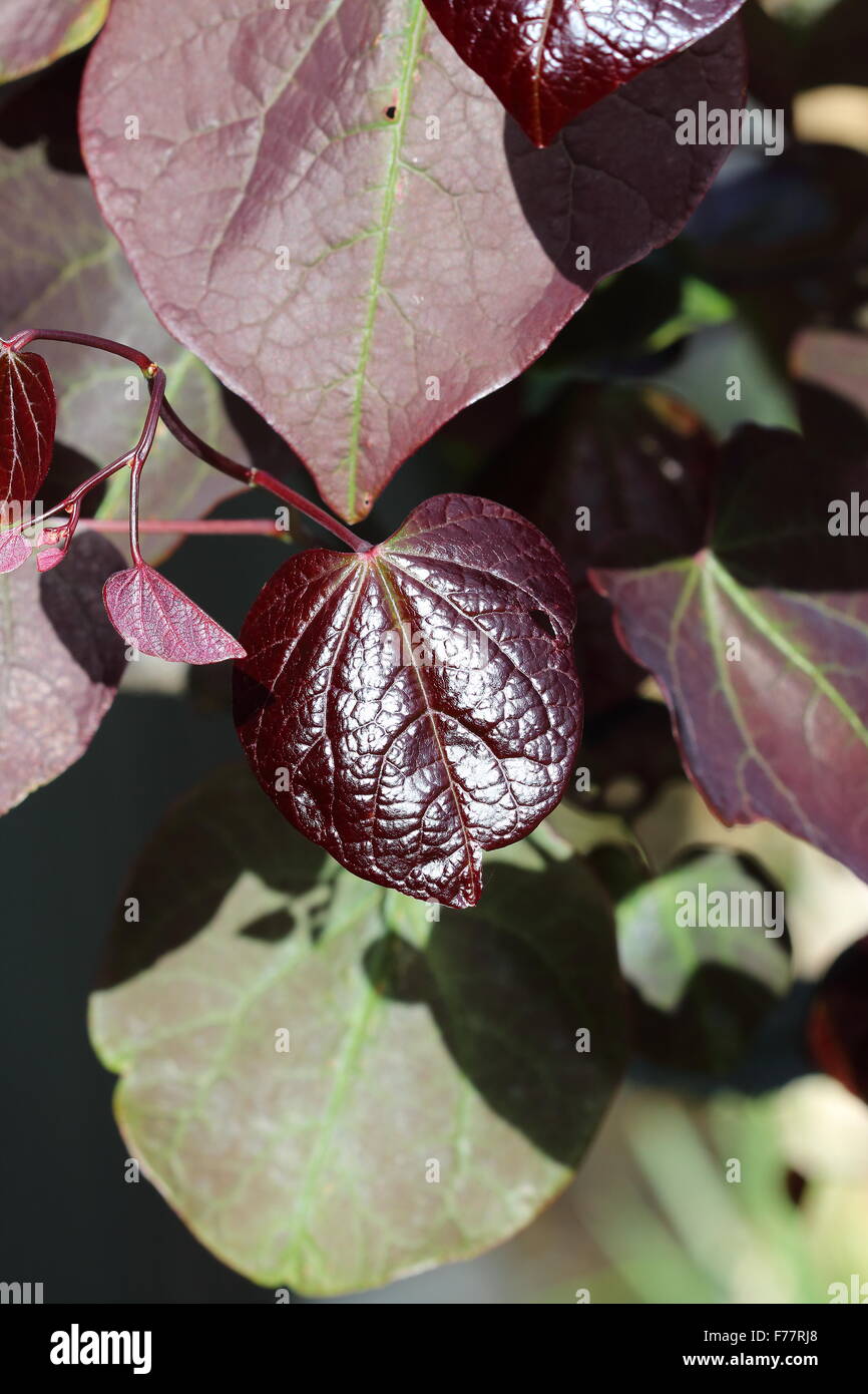 Cercis canadensis ou également connu sous le nom de Forest Pansy laisse Banque D'Images