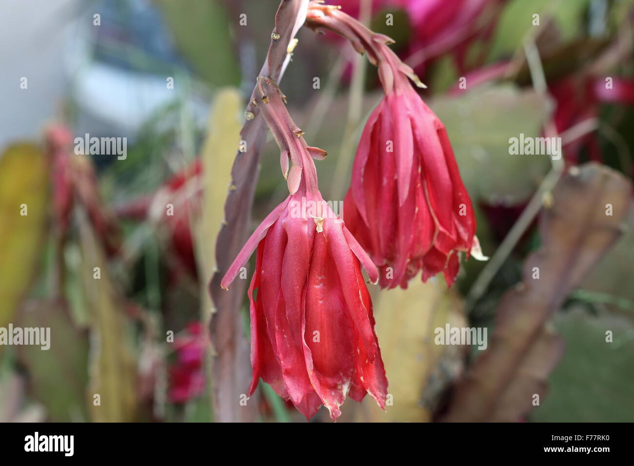 Close up de mourir ou le flétrissement Epiphyllum ou cactus orchidée Banque D'Images