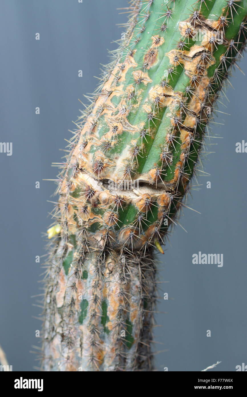 Close up of cactus endommagé Banque D'Images