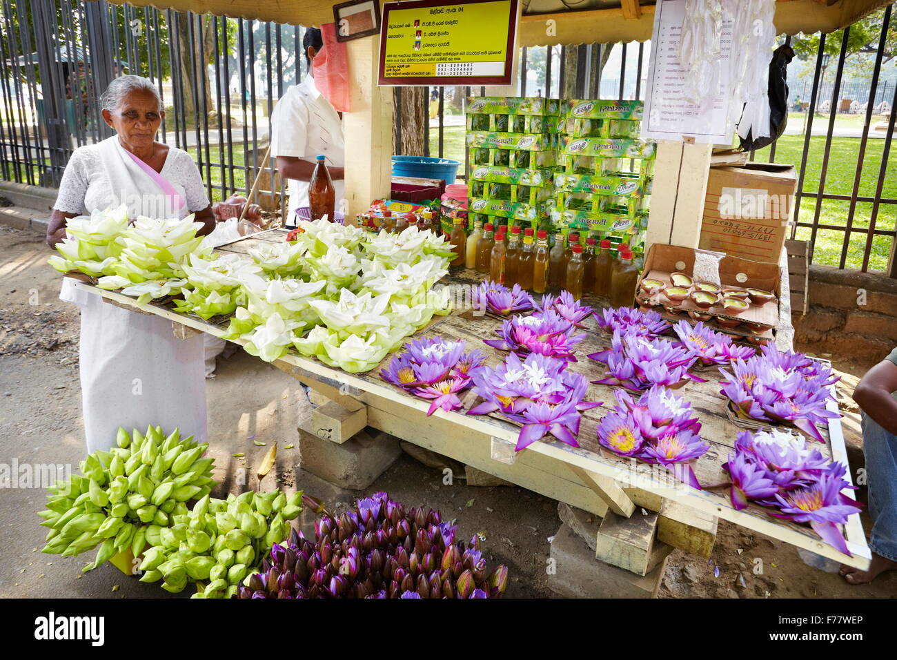 Sri Lanka, Kandy - fleurs de lotus utilisé comme offrande, Temple de la dent, Sri Dalaga Maligawa Banque D'Images