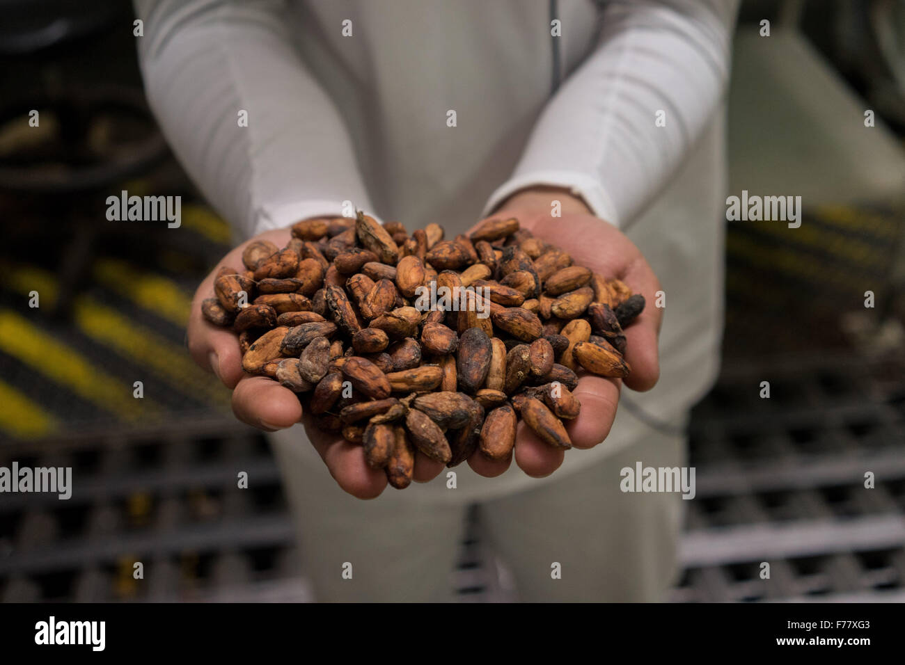 Robinson Rendon, chef de la production de Casa Luker chocolate company détient un lot de fèves de cacao séchées, prête à être traitée le 24 février 2015 à Bogota, Colombie. Les cabosses de cacao fermentées et séchées sont en train de devenir la base de chocolat. Banque D'Images