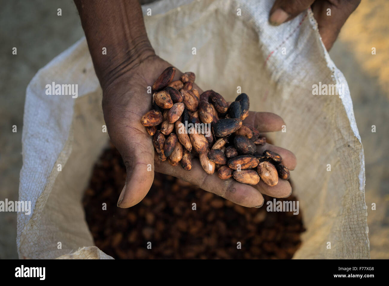 Un agriculteur détient un lot de fèves de cacao séchées prêtes pour l'expédition à la coopérative point de collecte pour le traitement 23 février 2015 dans l'île de la Amargura, Caceres, la Colombie. Les cabosses de cacao fermentées et séchées sont en train de devenir la base de chocolat. Banque D'Images
