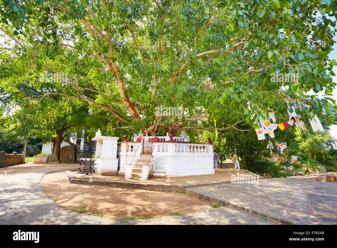 Sri Lanka - Anuradhapura, Arbre de Bodhi sacré, Site du patrimoine mondial de l'UNESCO Banque D'Images