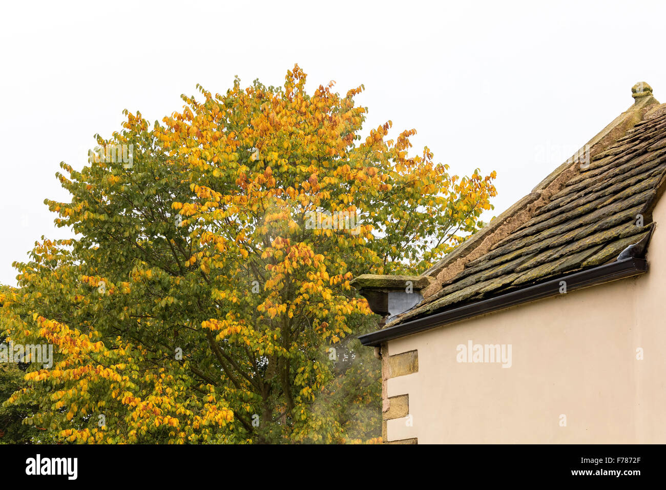 Yorkshire en automne que les feuilles tour Banque D'Images