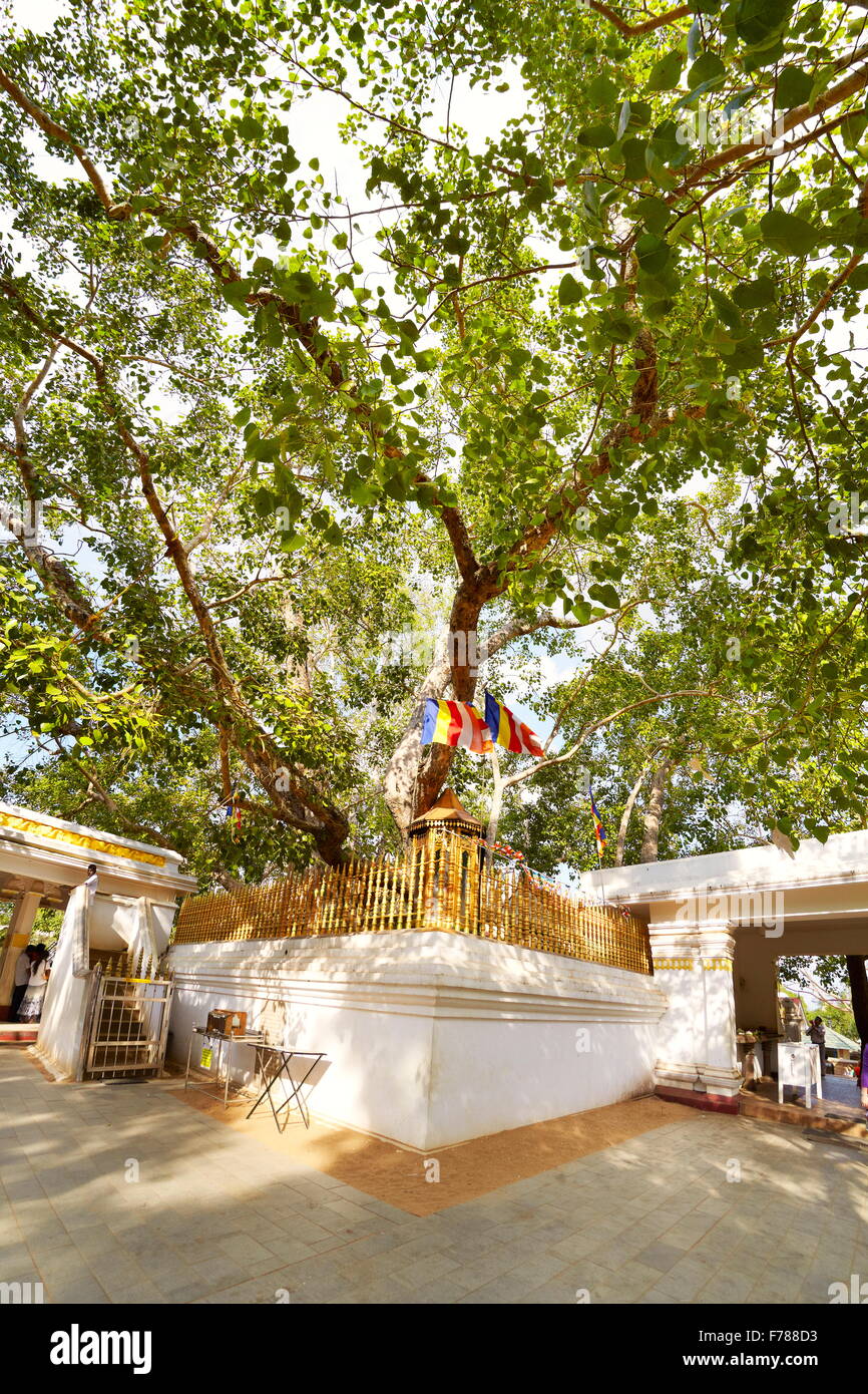 Sri Lanka - Anuradhapura, Sri Maha Bodhi Tree sacré, l'UNESCO Banque D'Images