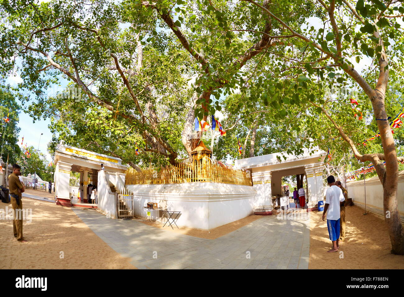Sri Lanka - Anuradhapura, Sri Maha Bodhi Tree sacré, Site du patrimoine mondial de l'UNESCO Banque D'Images