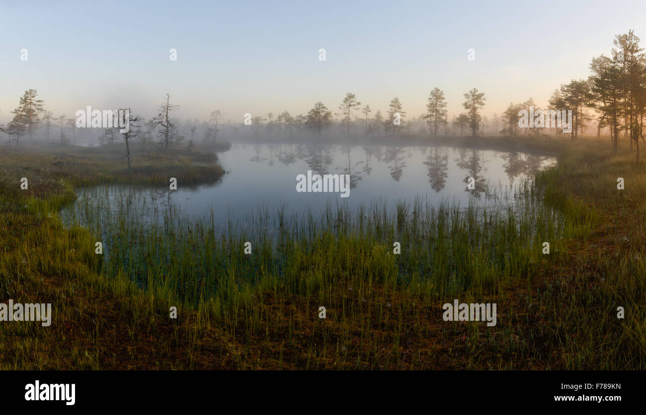 Paysage de tourbière dans la matinée. Banque D'Images