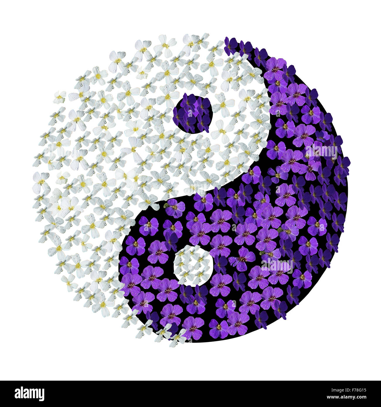 Yin Yang Floral. Le symbole Yin Yang avec des fleurs blanches et mauves avec des gouttelettes isolé sur blanc. Banque D'Images