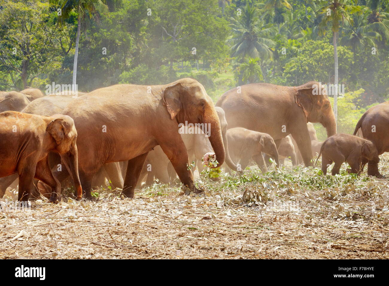 Éléphant de Pinnawela orphelinat pour éléphants d'Asie sauvages, Sri Lanka Banque D'Images