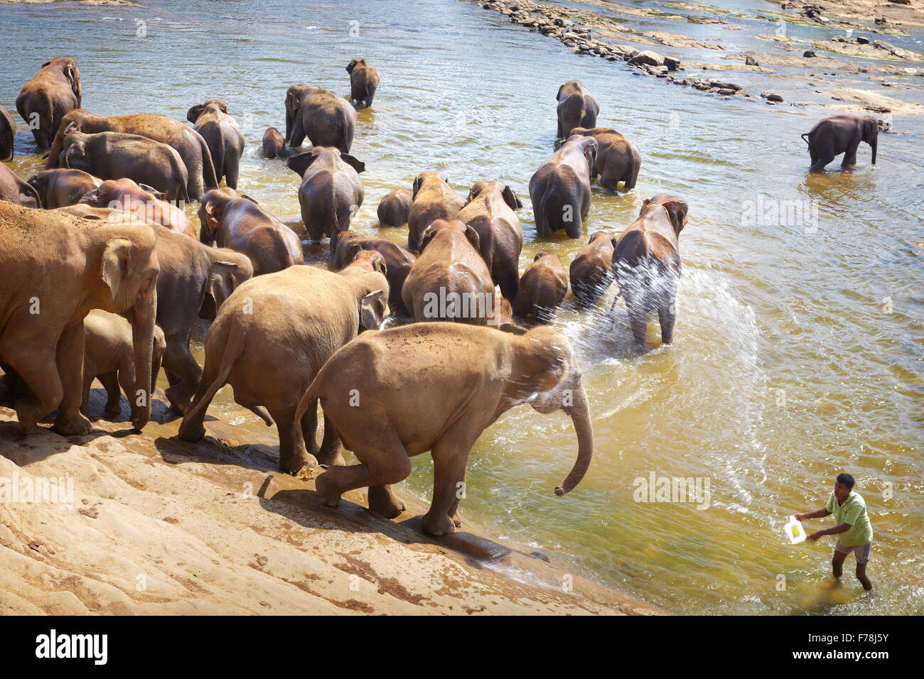 Sri Lanka - les éléphants prendre bain dans la rivière, l'orphelinat des éléphants de Pinnawela Banque D'Images