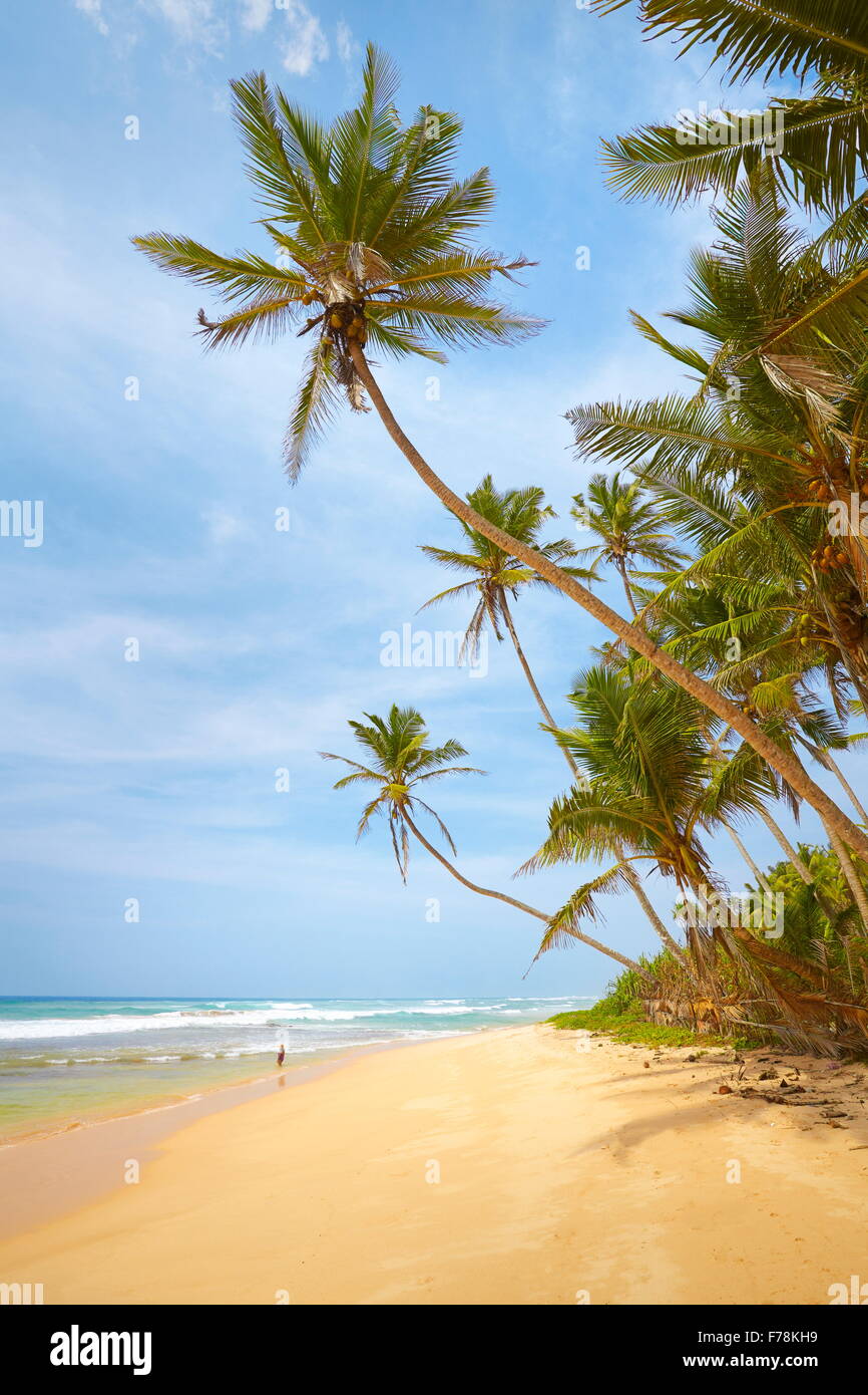 L'île de Sri Lanka - Koggala palm beach, de l'Asie Banque D'Images