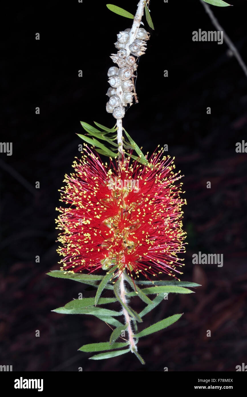 Close-up of Scarlet Bottlebrush Callistemon rugulosus - syn - C. macropunctatus-famille des Myrtaceae Banque D'Images