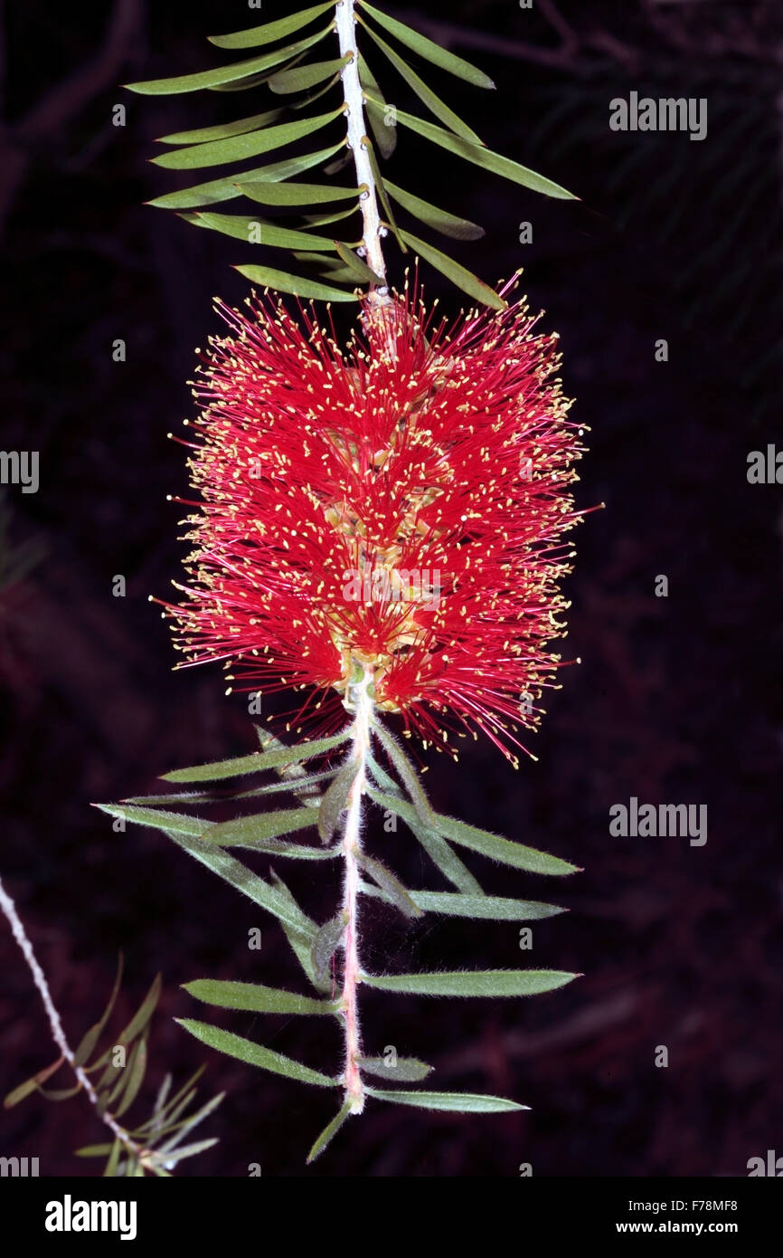 Close-up of Scarlet Bottlebrush Callistemon rugulosus - syn - C. macropunctatus-famille des Myrtaceae Banque D'Images