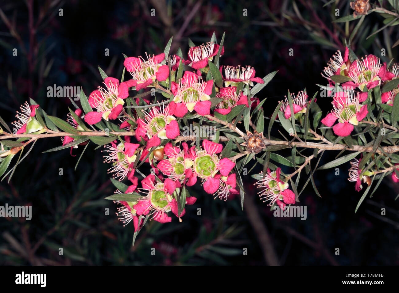 Close-up of Flowers de Teatree Callistemon 'Rudolph' - famille des Myrtaceae Banque D'Images
