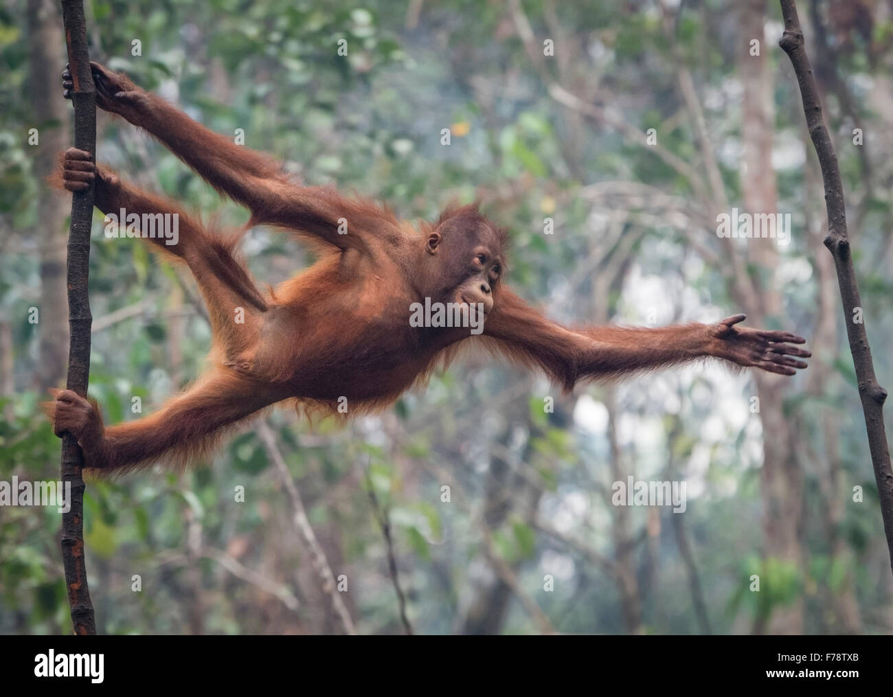 Les jeunes orang-outan (Pongo) pygmoeus s'étend jusqu'à atteindre la sortie d'arbre Banque D'Images