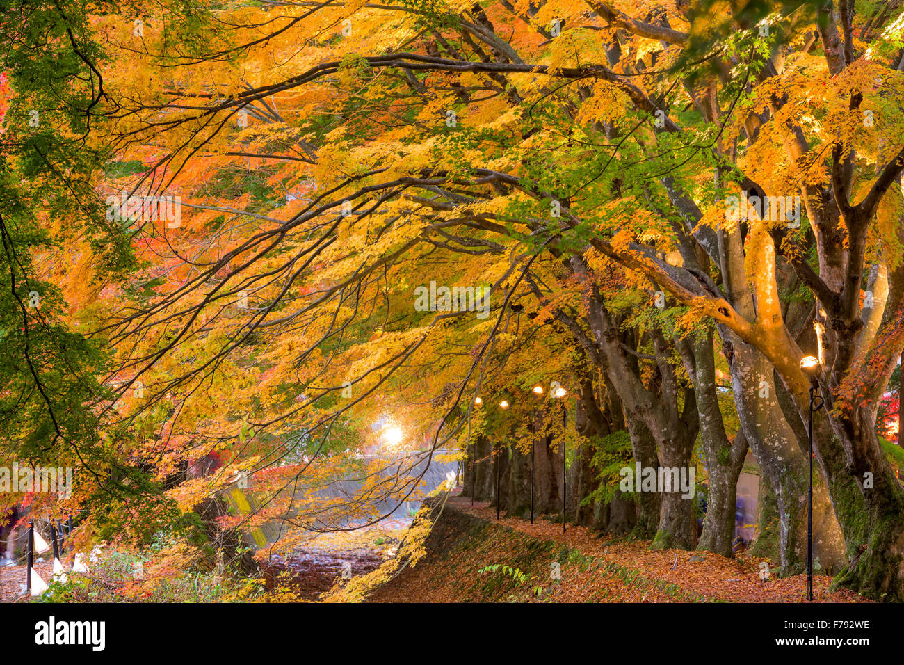 Corridor de l'érable près du lac Kawaguchi au Japon au cours de l'automne. Banque D'Images