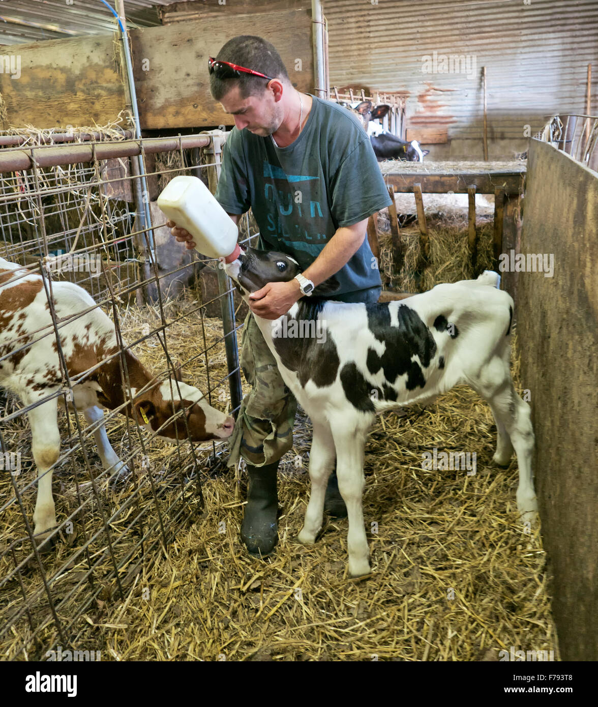 Farmer biberon 'drop', veau Holstein laiterie. Banque D'Images