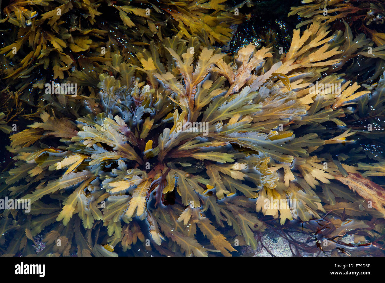 Dentés ou crénelés, algues Fucus serratus rack Banque D'Images
