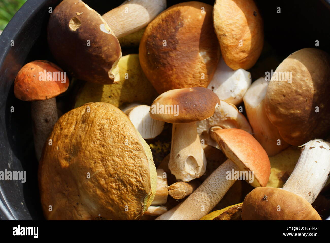 Des champignons sauvages. Gros plan des champignons sauvages. Vue de dessus de l'horizontale. Banque D'Images