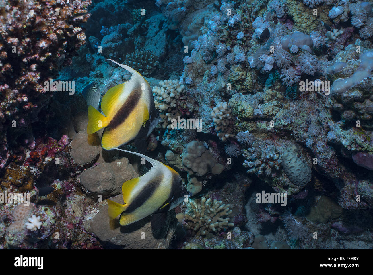 Heniochus intermedius, Red Sea bannerfish, Chaetodontidae, Mer Rouge, Sharm el Sheikh, Mer Rouge, Egypte Banque D'Images