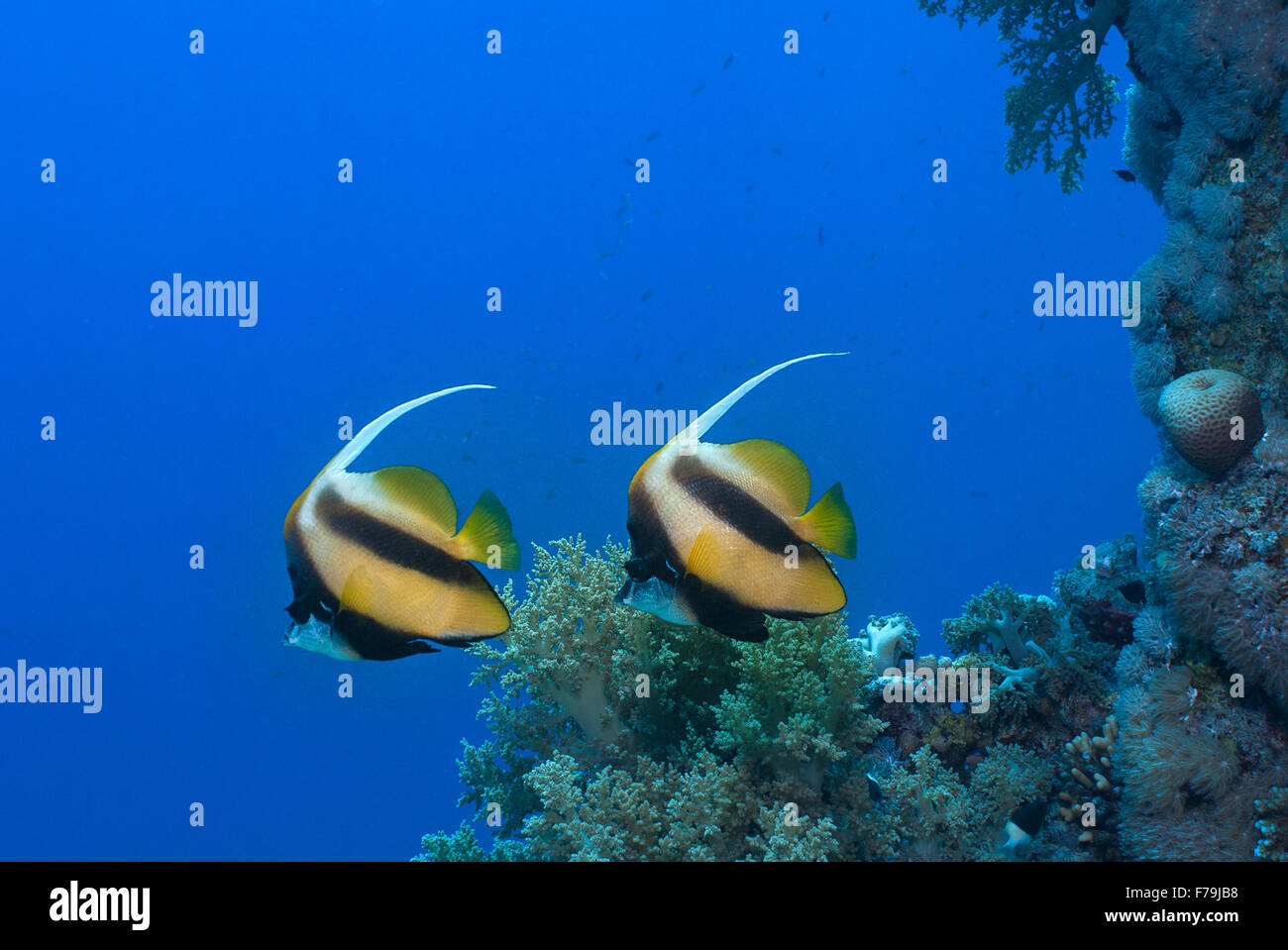 Heniochus intermedius, Red Sea bannerfish, Chaetodontidae, Mer Rouge, Sharm el Sheikh, Mer Rouge, Egypte Banque D'Images