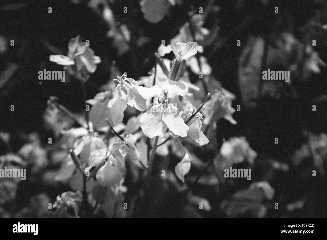 Près d'un grand nombre de fleur mignon dans les champs. Banque D'Images