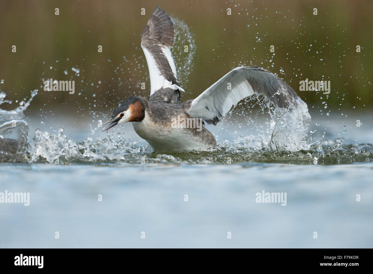 Furious grèbe huppé / Haubentaucher ( Podiceps cristatus ) lance une attaque de chasser un rival hors de son territoire. Banque D'Images