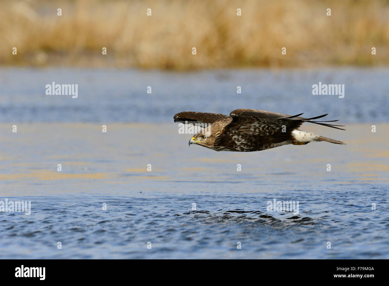 Buse variable / / Buzzard Mäusebussard Buteo buteo ( ) chasse, chasse, les mouches fermer plus de surface de l'eau d'un marais. Banque D'Images