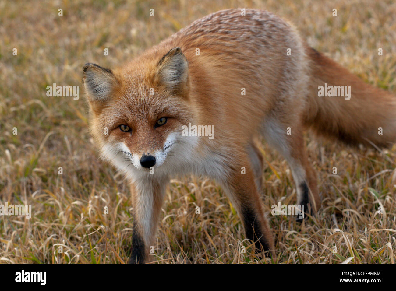Red Fox automne Japon sauvage fourrure zorro zorra Banque D'Images