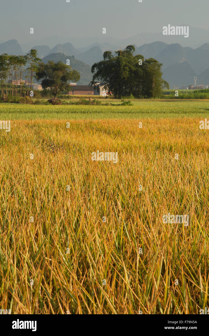 Les champs de riz avec des formations karstiques de calcaire en toile de fond de la région de Guilin Guangxi, Chine LA008180 Banque D'Images