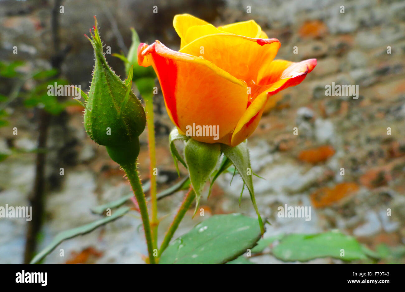 Belles fleurs rose orange et jaune avec vert feuille Banque D'Images