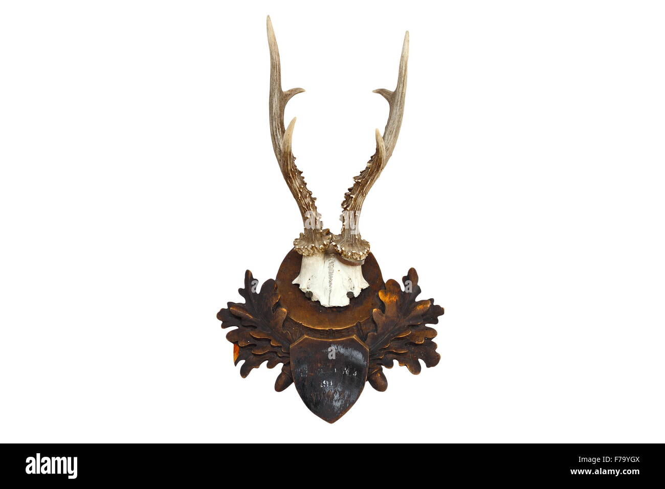 Trophée de chasse roebuck isolated over white background ( Capreolus ) Banque D'Images