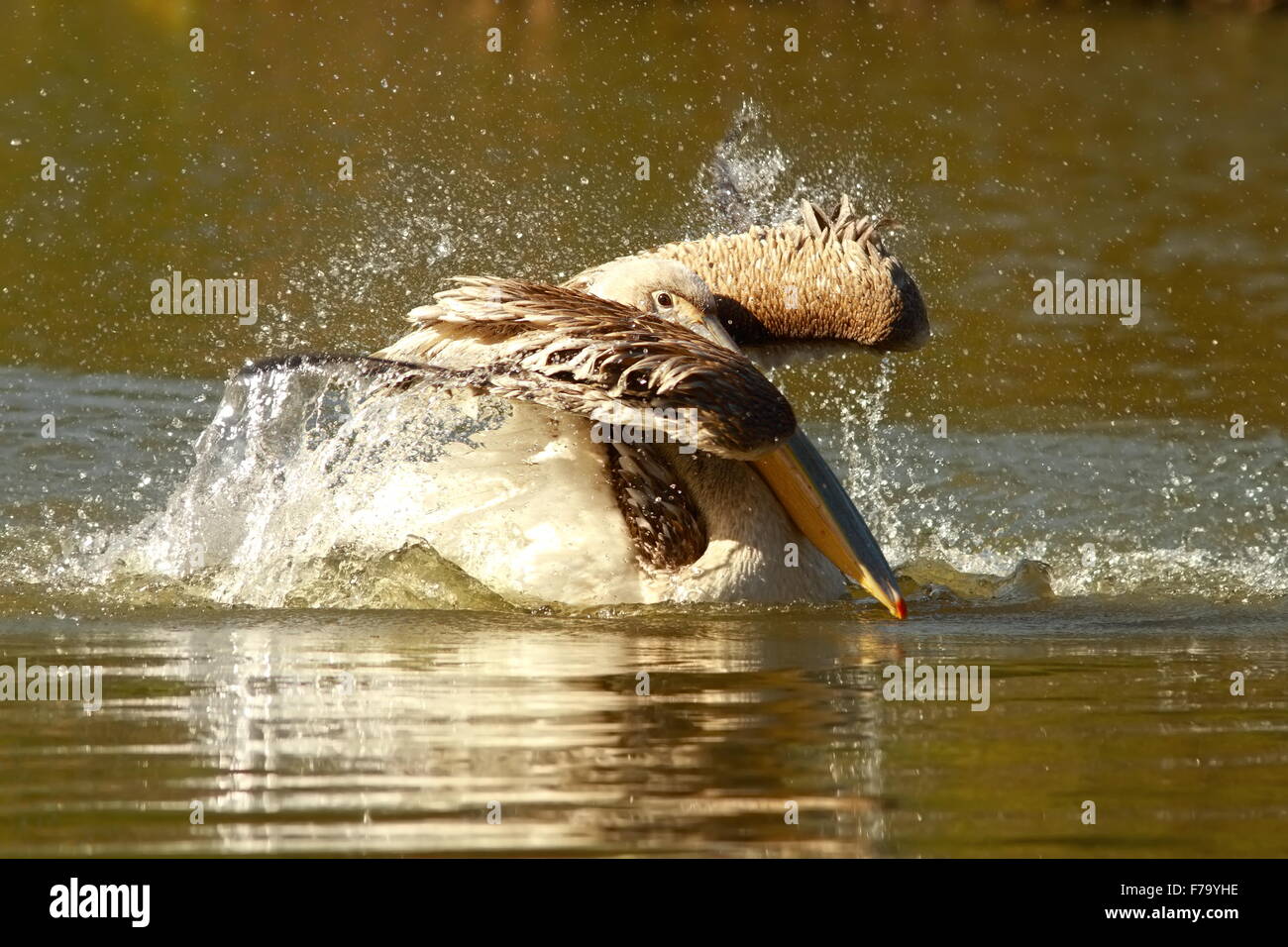 Les jeunes pelican Pelecanus onocrotalus ( les projections d'eau ) Banque D'Images