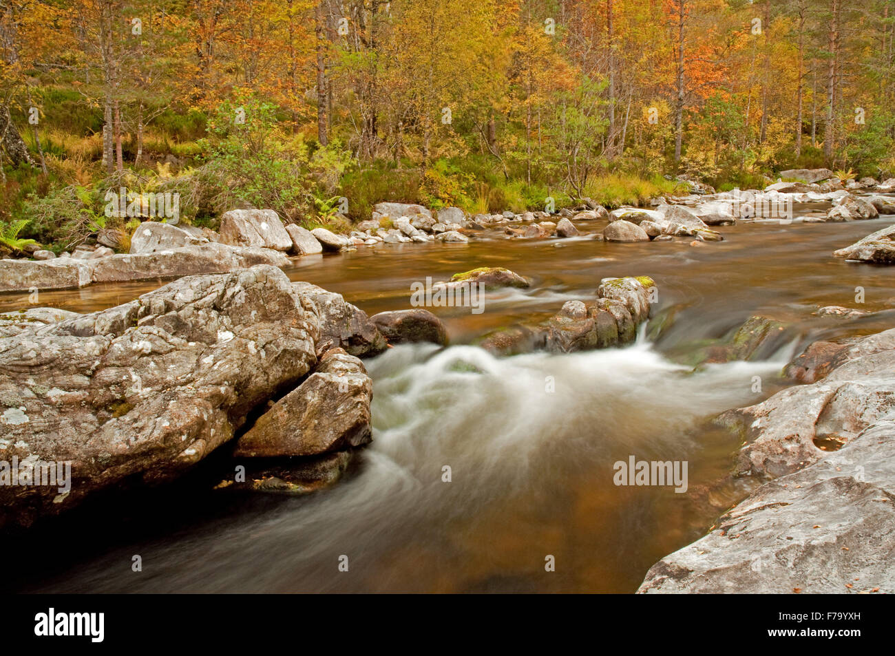 Glen Affric en automne Banque D'Images