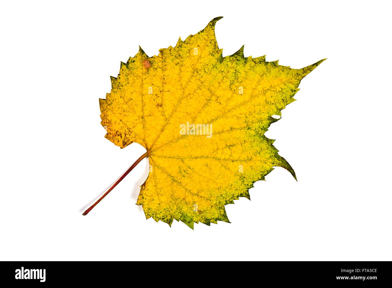 Les raisins d'automne leaf isolé sur fond blanc. With clipping path. Les raisins d'automne par couleur des feuilles de couleur jaune et vert. Banque D'Images Les raisins d'automne leaf isolé sur fond blanc. With clipping path. Les raisins d'automne par couleur des feuilles de couleur jaune et vert. Banque D'Images